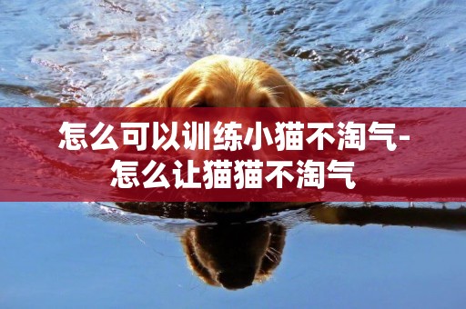 怎么可以訓練小貓不淘氣-怎么讓貓貓不淘氣