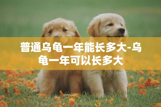 普通烏龜一年能長多大-烏龜一年可以長多大
