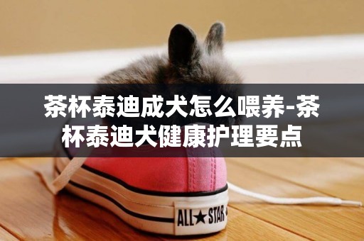 茶杯泰迪成犬怎么喂養-茶杯泰迪犬健康護理要點