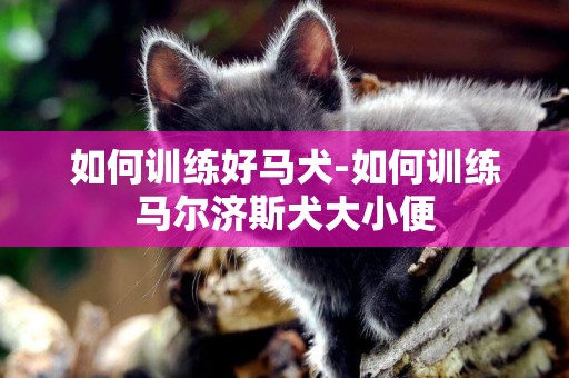 如何訓練好馬犬-如何訓練馬爾濟斯犬大小便