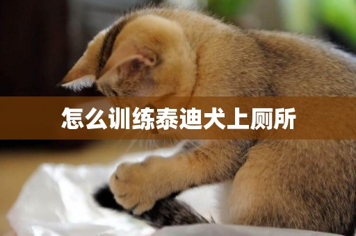 怎么訓練泰迪犬上廁所