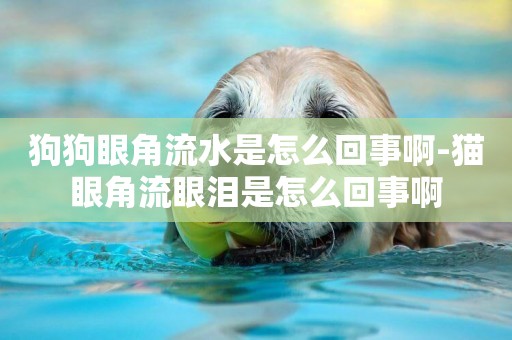 狗狗眼角流水是怎么回事啊-貓眼角流眼淚是怎么回事啊