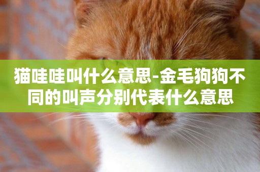 貓哇哇叫什么意思-金毛狗狗不同的叫聲分別代表什么意思