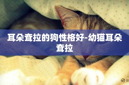 耳朵耷拉的狗性格好-幼貓耳朵耷拉