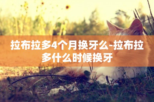 拉布拉多4個月換牙么-拉布拉多什么時候換牙
