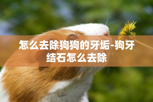 怎么去除狗狗的牙垢-狗牙結石怎么去除