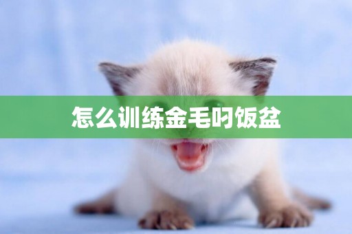 怎么訓練金毛叼飯盆
