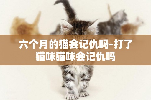 六個月的貓會記仇嗎-打了貓咪貓咪會記仇嗎