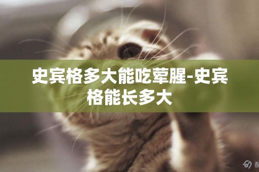 史賓格多大能吃葷腥-史賓格能長多大