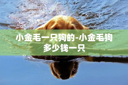 小金毛一只狗的-小金毛狗多少錢一只