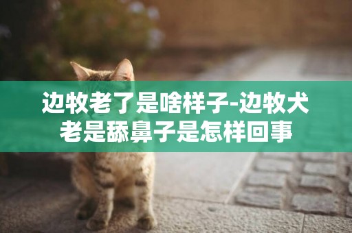 邊牧老了是啥樣子-邊牧犬老是舔鼻子是怎樣回事