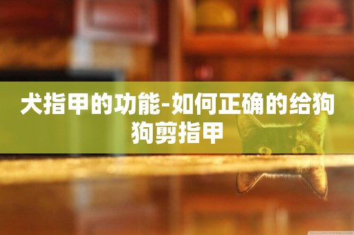 犬指甲的功能-如何正確的給狗狗剪指甲