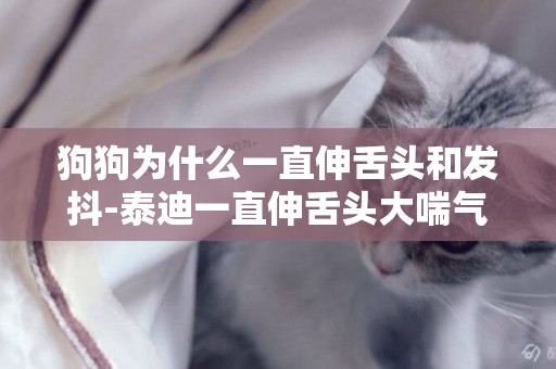 狗狗為什么一直伸舌頭和發抖-泰迪一直伸舌頭大喘氣發抖