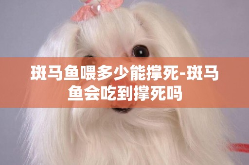 斑馬魚喂多少能撐死-斑馬魚會吃到撐死嗎