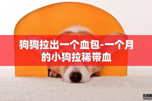 狗狗拉出一個血包-一個月的小狗拉稀帶血