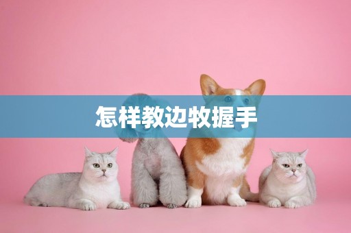 怎樣教邊牧握手