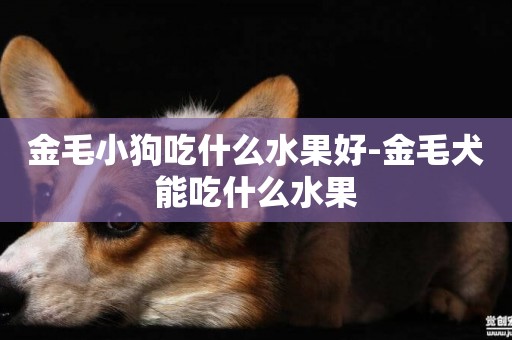 金毛小狗吃什么水果好-金毛犬能吃什么水果