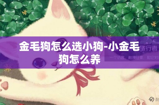 金毛狗怎么選小狗-小金毛狗怎么養