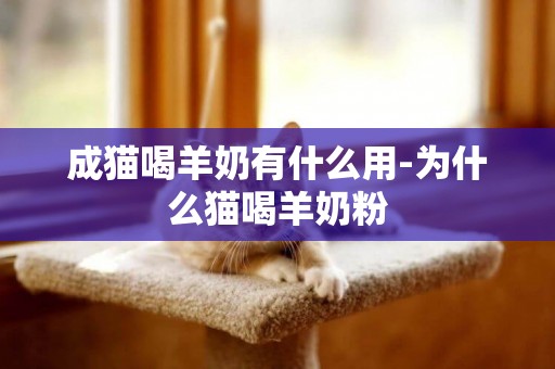 成貓喝羊奶有什么用-為什么貓喝羊奶粉