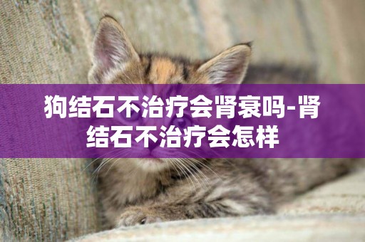 狗結石不治療會腎衰嗎-腎結石不治療會怎樣