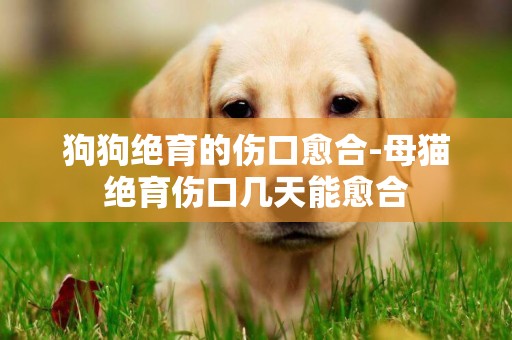 狗狗絕育的傷口愈合-母貓絕育傷口幾天能愈合