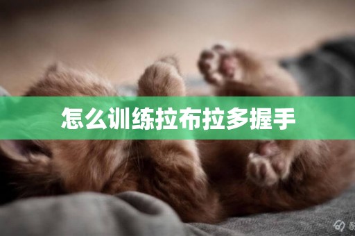 怎么訓練拉布拉多握手