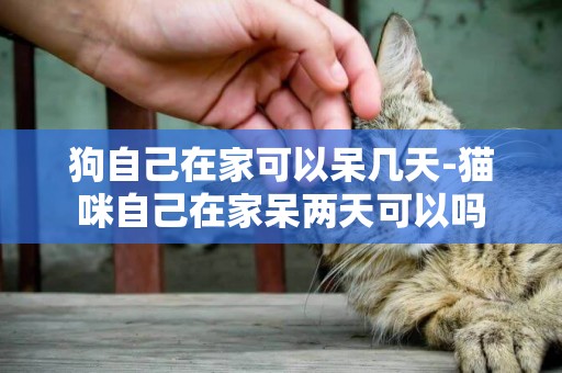 狗自己在家可以呆幾天-貓咪自己在家呆兩天可以嗎