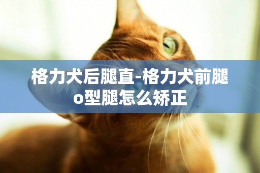 格力犬后腿直-格力犬前腿o型腿怎么矯正