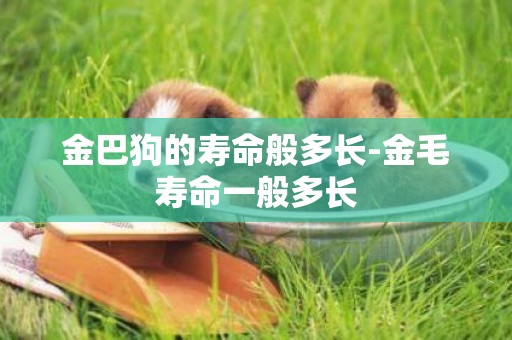 金巴狗的壽命般多長-金毛壽命一般多長