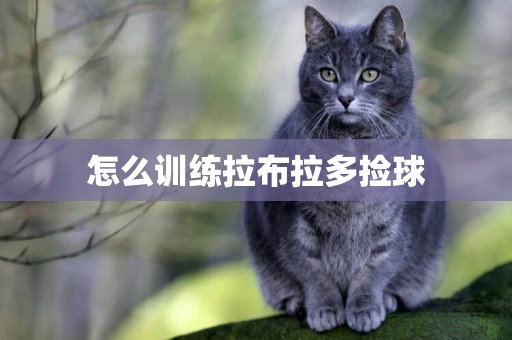 怎么訓練拉布拉多撿球