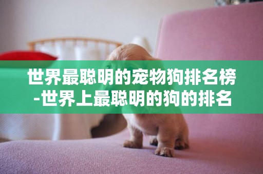 世界最聰明的寵物狗排名榜-世界上最聰明的狗的排名你知道嗎