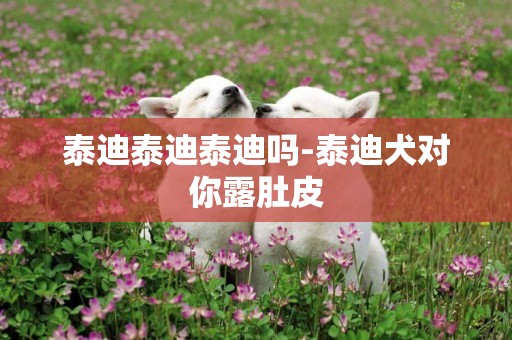 泰迪泰迪泰迪嗎-泰迪犬對你露肚皮