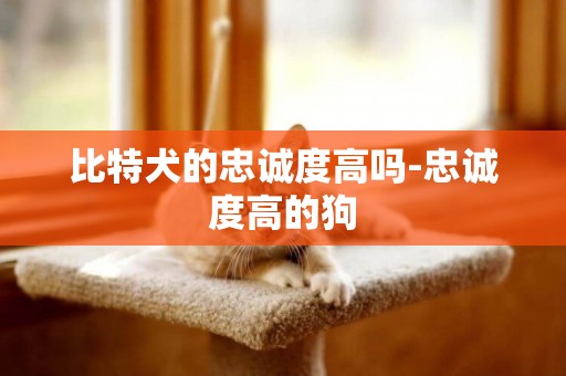 比特犬的忠誠度高嗎-忠誠度高的狗