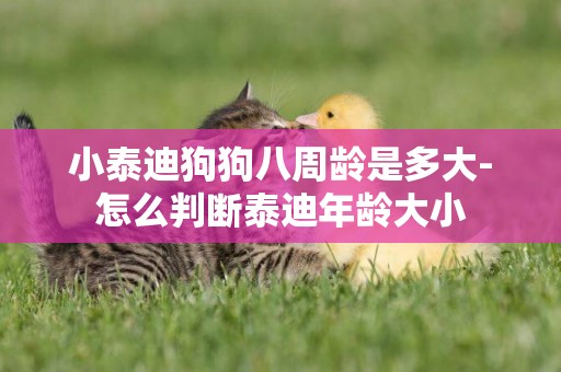 小泰迪狗狗八周齡是多大-怎么判斷泰迪年齡大小
