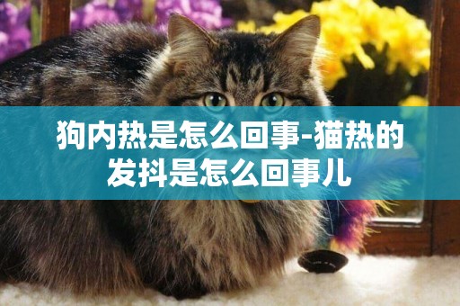狗內熱是怎么回事-貓熱的發抖是怎么回事兒