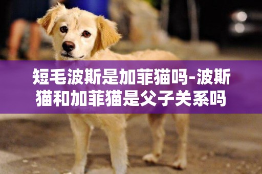 短毛波斯是加菲貓嗎-波斯貓和加菲貓是父子關系嗎