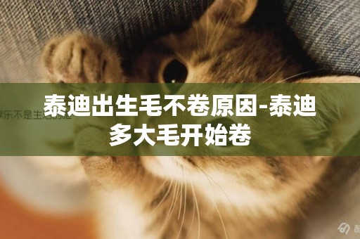 泰迪出生毛不卷原因-泰迪多大毛開始卷