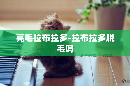 亮毛拉布拉多-拉布拉多脫毛嗎