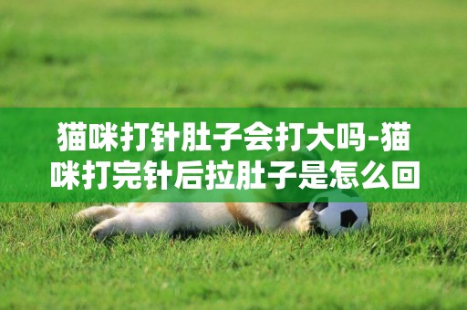 貓咪打針肚子會打大嗎-貓咪打完針后拉肚子是怎么回事