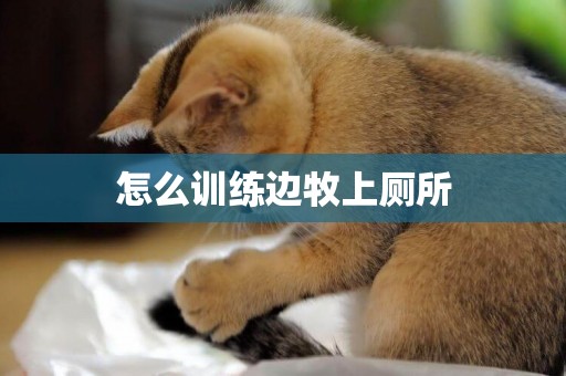 怎么訓練邊牧上廁所
