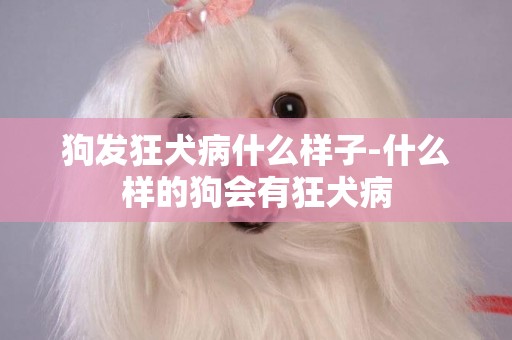 狗發狂犬病什么樣子-什么樣的狗會有狂犬病