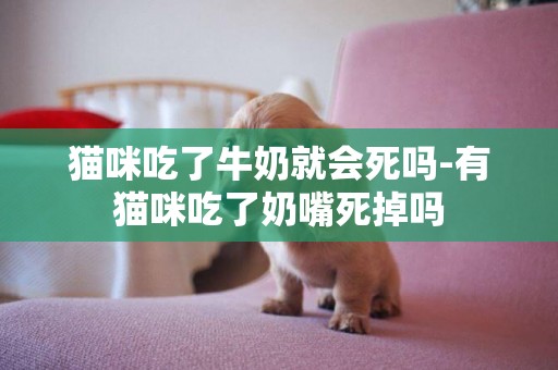 貓咪吃了牛奶就會死嗎-有貓咪吃了奶嘴死掉嗎