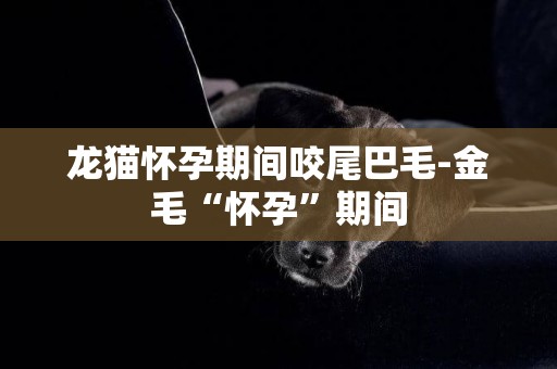 龍貓懷孕期間咬尾巴毛-金毛“懷孕”期間