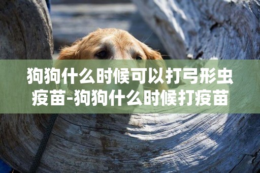 狗狗什么時候可以打弓形蟲疫苗-狗狗什么時候打疫苗