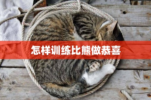 怎樣訓練比熊做恭喜
