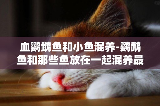 血鸚鵡魚和小魚混養-鸚鵡魚和那些魚放在一起混養最好