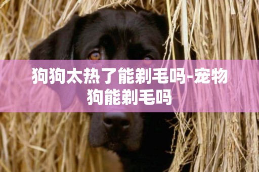 狗狗太熱了能剃毛嗎-寵物狗能剃毛嗎