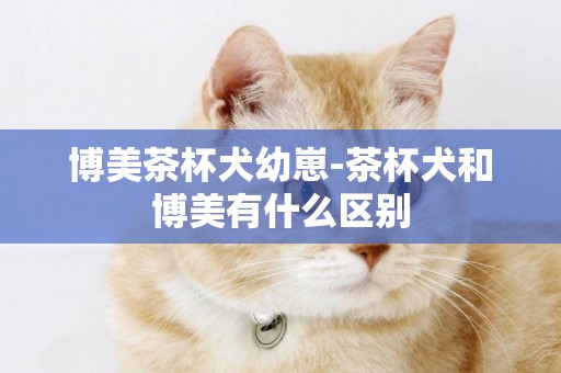 博美茶杯犬幼崽-茶杯犬和博美有什么區別