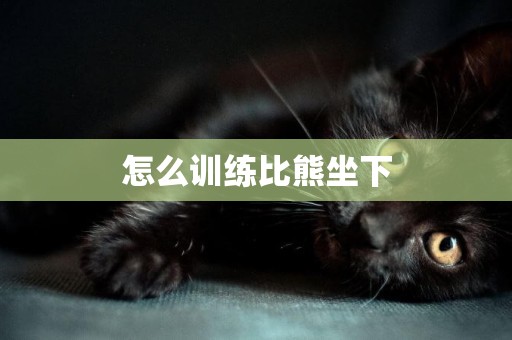 怎么訓練比熊坐下