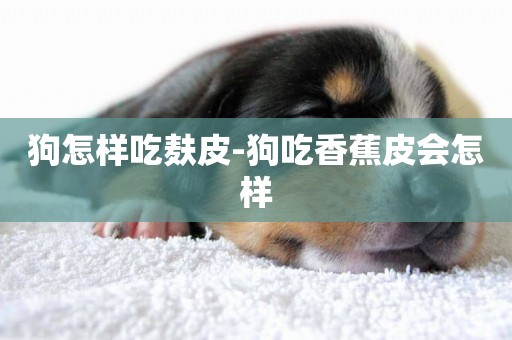 狗怎樣吃麩皮-狗吃香蕉皮會怎樣